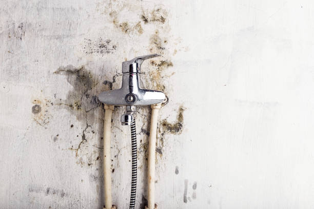 Best Toxic Mold Removal  in Arroyo Grande, CA