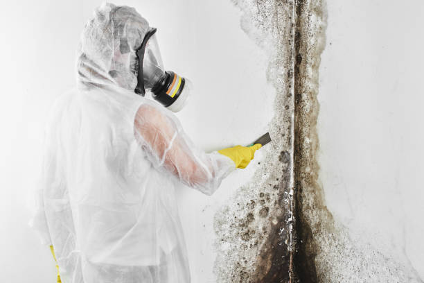Best Crawl Space Mold Removal  in Arroyo Grande, CA