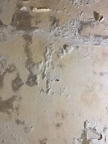 Best Home Mold Removal  in Arroyo Grande, CA
