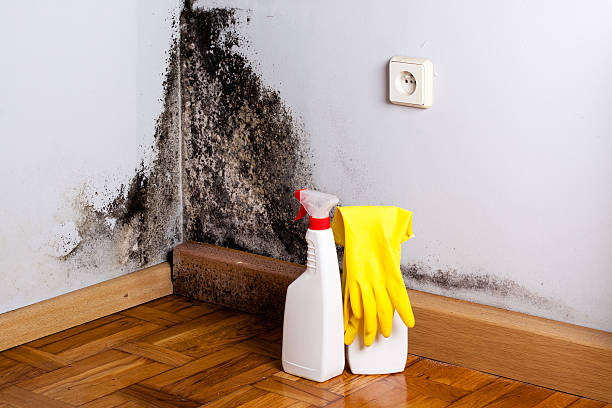 Best Mold Cleaning Services  in Arroyo Grande, CA