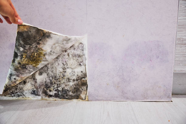 Arroyo Grande, CA Mold Removal Company